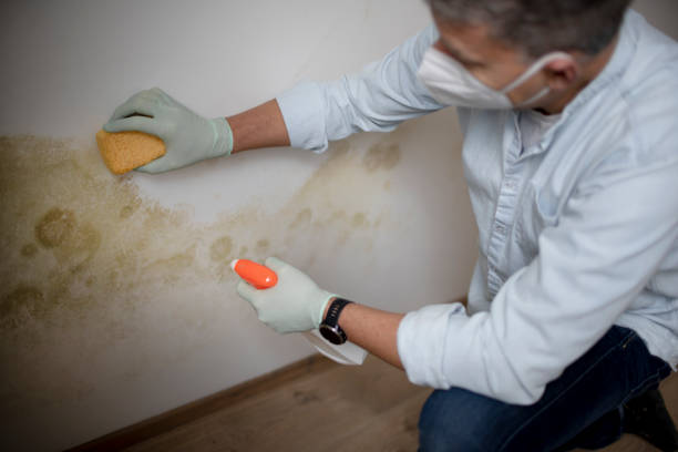 Best Residential Mold Remediation in Pontiac, MI