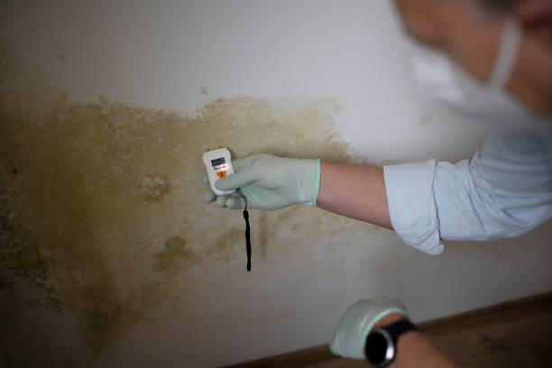 Best Localized Mold Remediation (e.g., coastal areas, humid climates) in Pontiac, MI