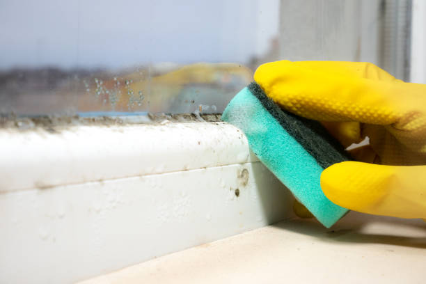 Best DIY Mold Remediation Support Services in Pontiac, MI