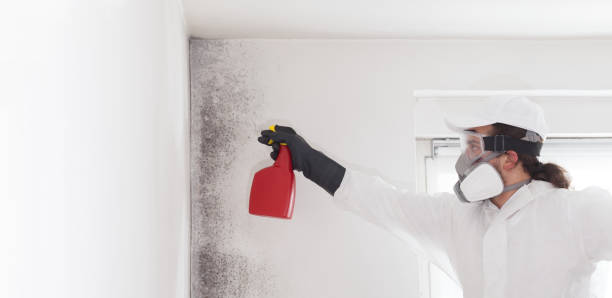 Best Health and Safety Mold Remediation in Pontiac, MI