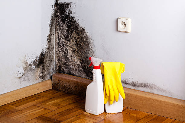 Best Insurance-Related Mold Remediation in Pontiac, MI