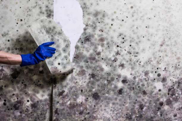 Best Mold Testing and Inspection Services in Pontiac, MI
