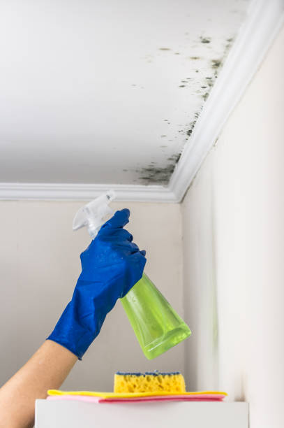 Best Crawl Space Mold Remediation in Pontiac, MI