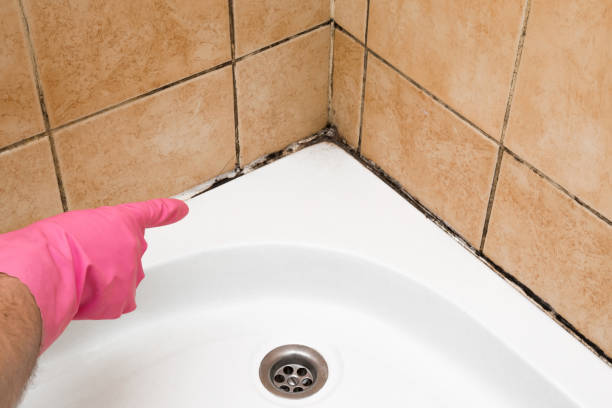 Best Kitchen Mold Remediation in Pontiac, MI