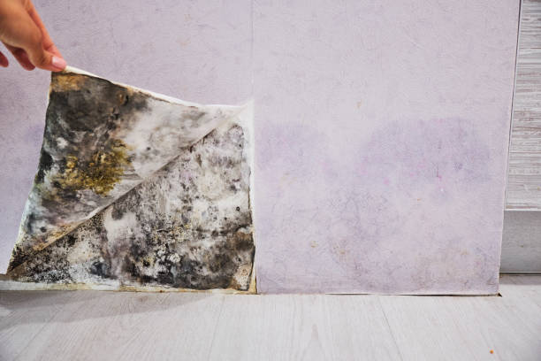 Best Post-Flood Mold Remediation in Pontiac, MI
